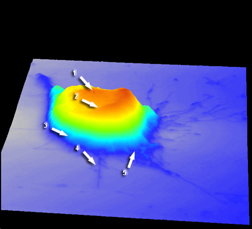 Afm Cell